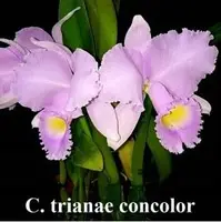 C. trianae var. concolor x sib ('#4' x '#3') (C1760) (Cattleya - - trianae )