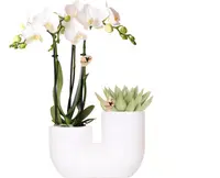 Witte orchidee Amabilis en succulent in Tube sierpot | wit