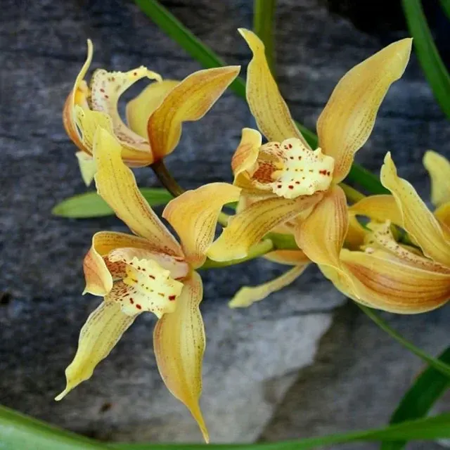 Cymbidium wiganianum (Cymbidium)