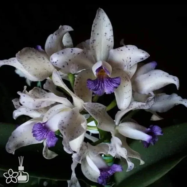 Cattleya amethystoglossa coerulea