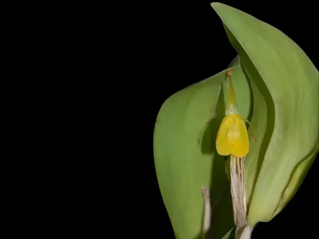 Restrepia flosculata