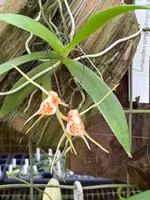 Thrixspermum acuminatissimum