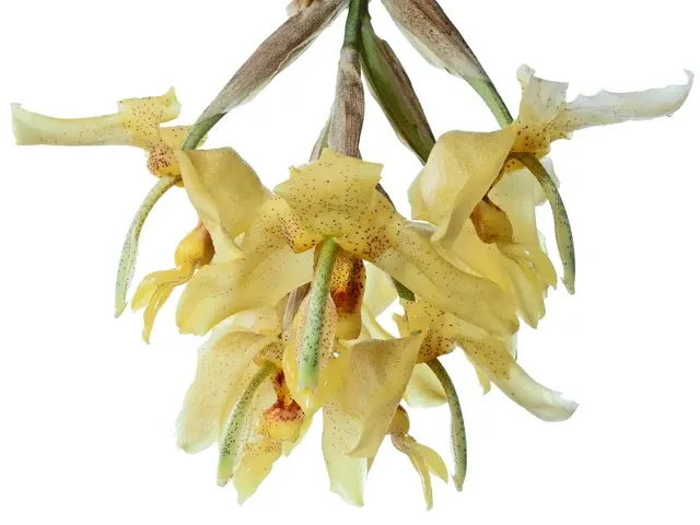 Stanhopea gibbosa (Stanhopea)