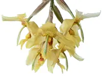 Stanhopea gibbosa
