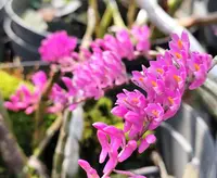Toothbrush Orchid (Dendrobium secundum)