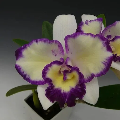 Cattleya Alliance: Lc. Nice Holiday 'Suntopia'