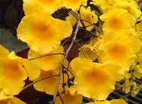 Den. lindleyi (syn. aggregatum) (DSLN) ( - - lindleyi )