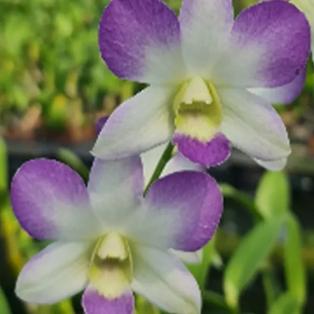 Dendrobium Areedang Blue #2
