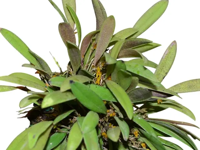 Anathallis pachyphyta (Anathallis)