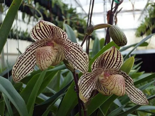Paphiopedilum MARK HASEGAWA