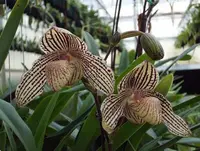 Paphiopedilum Mark Hasegawa (concolor ‘Full Moon’ x rothschildianum ‘X Hot’ SSM/JOGA)