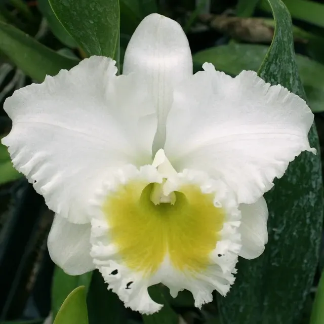 Brassocattleya Burdekin Wonder 'Lakeland' (Brassocattleya)