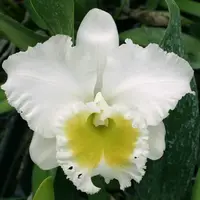Brassocattleya Burdekin Wonder "Lakeland"