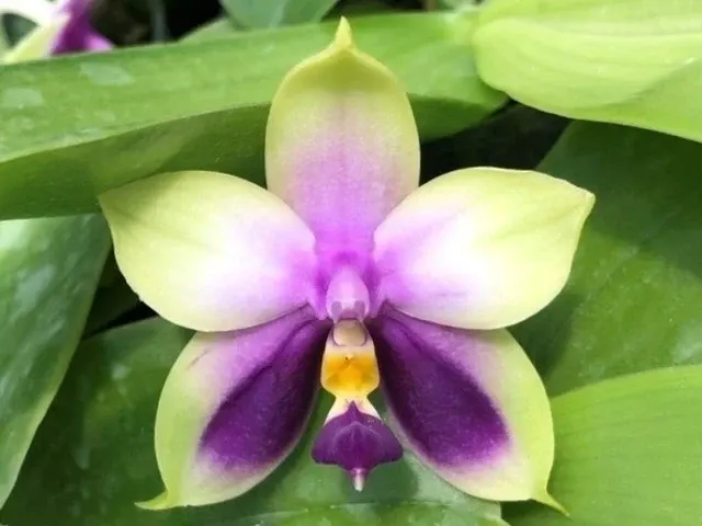 Phalaenopsis bellina coerulea (Phalaenopsis)