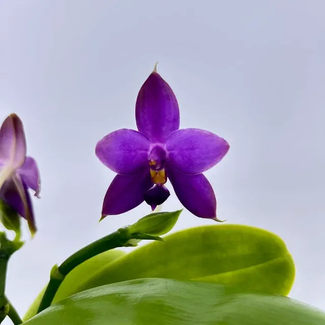 Phalaenopsis 'Lavendel-Blau'