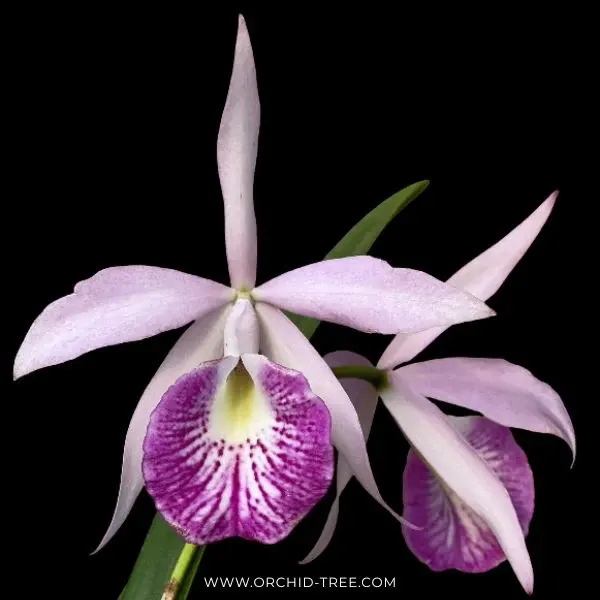 Brassocattleya Yu-Tung Star (Brassocattleya)