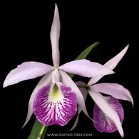 Cattleya Bc. Yu-Tung Star Orchid Plant - BS