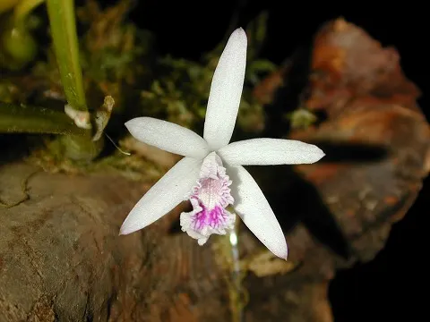 Laelia lundii (Laelia)