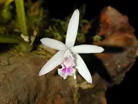 Laelia-lundii — Other Plants
