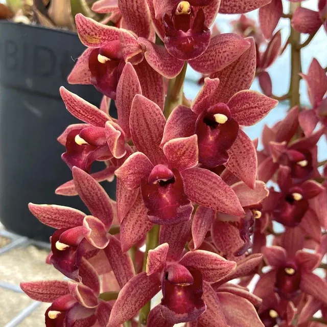 Cymbidium Dorothy Stockstill 'Forgotten Fruits'