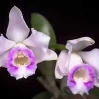 Cattleya alaorii blooming size miniature Cattleya orchid species