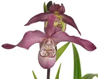 Phragmipedium Peruflora's Angel