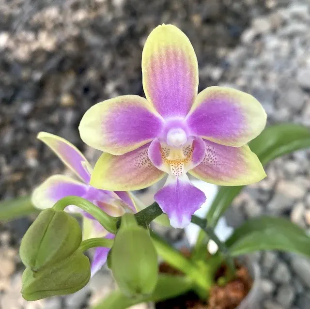 Phalaenopsis Yaphon Pink Bee Parfumata