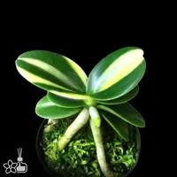 [Bare-root] #PA# Phal. (Sedirea) japonica 'Minmaru Shima' 明丸錦 [1.7" NBS][Oct in stock 26]