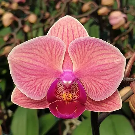 Phalaenopsis Tiannong Golden Vivien