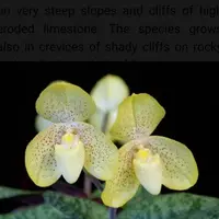 Paphiopedilum concolor