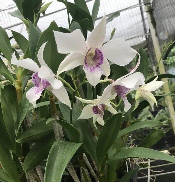 Dendrobium Silver King