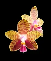 Phalaenopsis Meiderland Castle Queen ‘ Victoria’