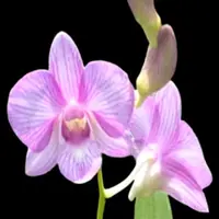 Dendrobium Orchid Plant Burana Pink Stripe #143 - Seedling