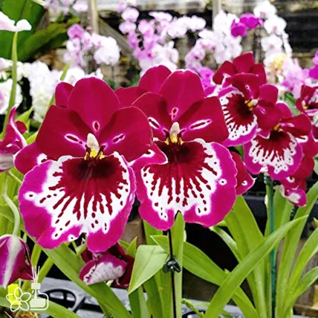 Miltoniopsis Morris Chestnut 'Vivian'