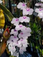 Ionopsis utricularioides