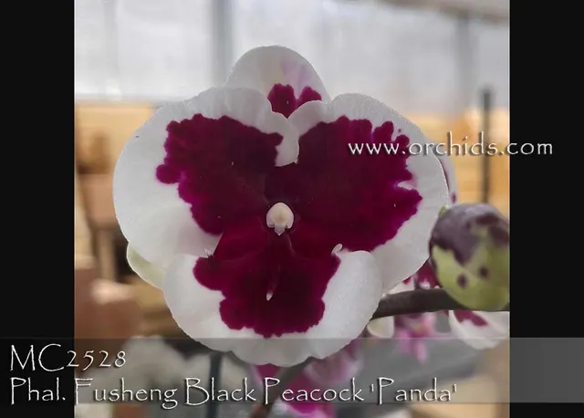 Phalaenopsis Fusheng Black Peacock 'Panda'