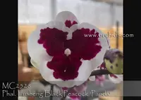 Phal. Fusheng Black Peacock ' Panda , ' (Chian Xen Piano x Lioulin Pretty Lip)