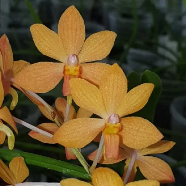 Holcoglossum ruprestre (Holcoglossum)