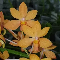 Holcoglossum ruprestre X Asco. curvifloium
