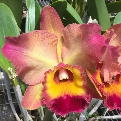 Rhyncholaeliocattleya Mem. Helen Kyrcz ‘Volcano Queen’ - Buds