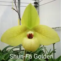 Paph. Shun-Fa Golden 'Puli' (hangianum x malipoense) (PASFG)