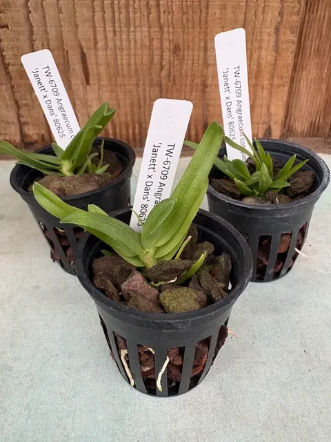 Angraecum compactum x 'Janett' (Angraecum)