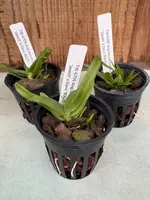 Angraecum compactum 'Janett' x Dans'