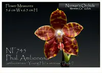 Phal. Ambonosa 'Note: Fragrant ' (amboinensis ' Young Ho' x venosa ' Dark ')