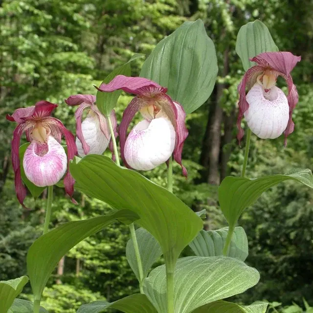 Cypripedium Philipp