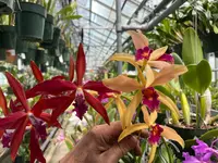 L. Zip (tenebrosa `Bill's Choice' x milleri) Orchid Plant