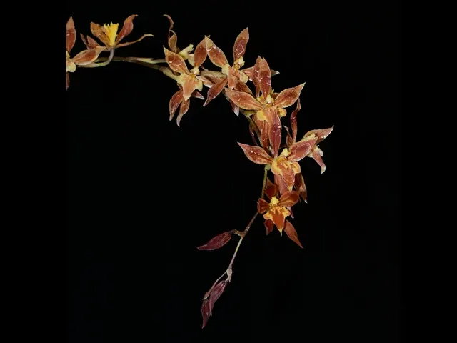 Oncidium Alessandro Valenza