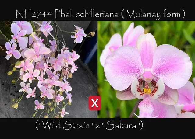 Phalaenopsis schilleriana 'Wild Strain' (Phalaenopsis)