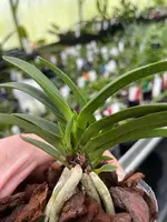 Neofinetia falcata ‘Honghyeon’ syn ‘Benikuro’