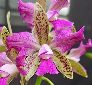 Cattleya leopoldii 'Caramelo Trilabelo'